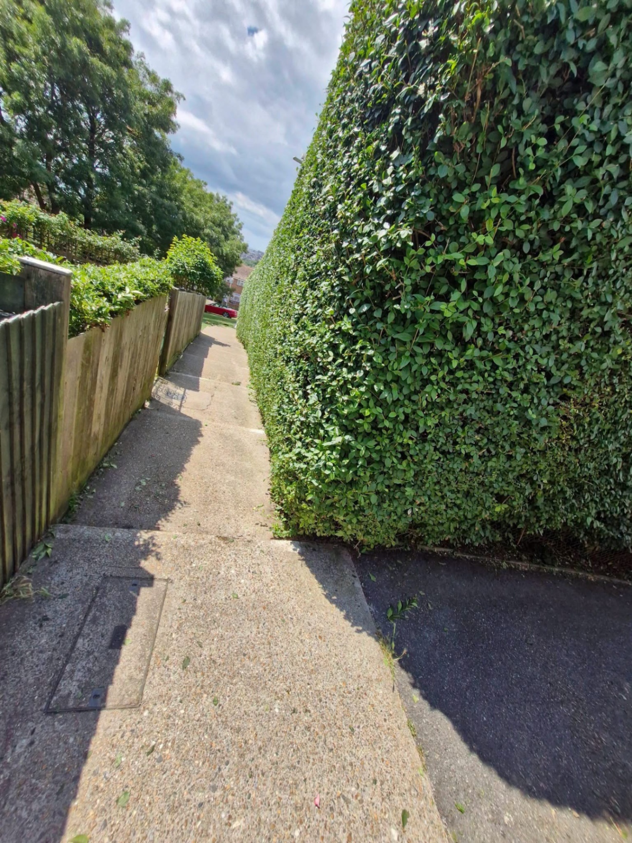 Freshly trimmed privet hedge alongside pedestrian path