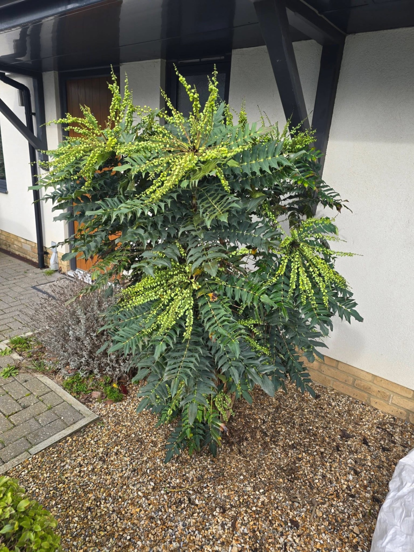 Mature Mahonia shrub shaped at the front of a home