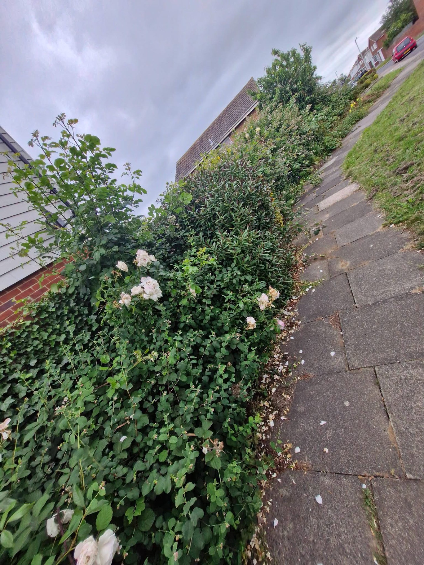 Overgrown front garden shrubs and roses before hard prune and clearance
