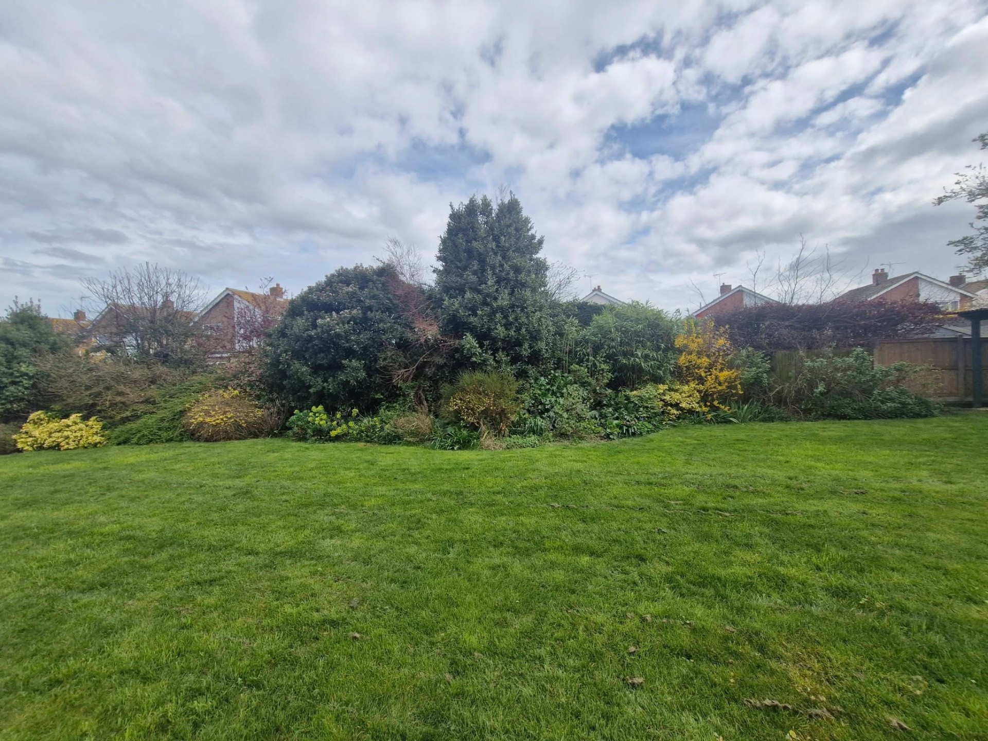 Large open lawn cut back with mixed shrubs and yellow forsythia in border