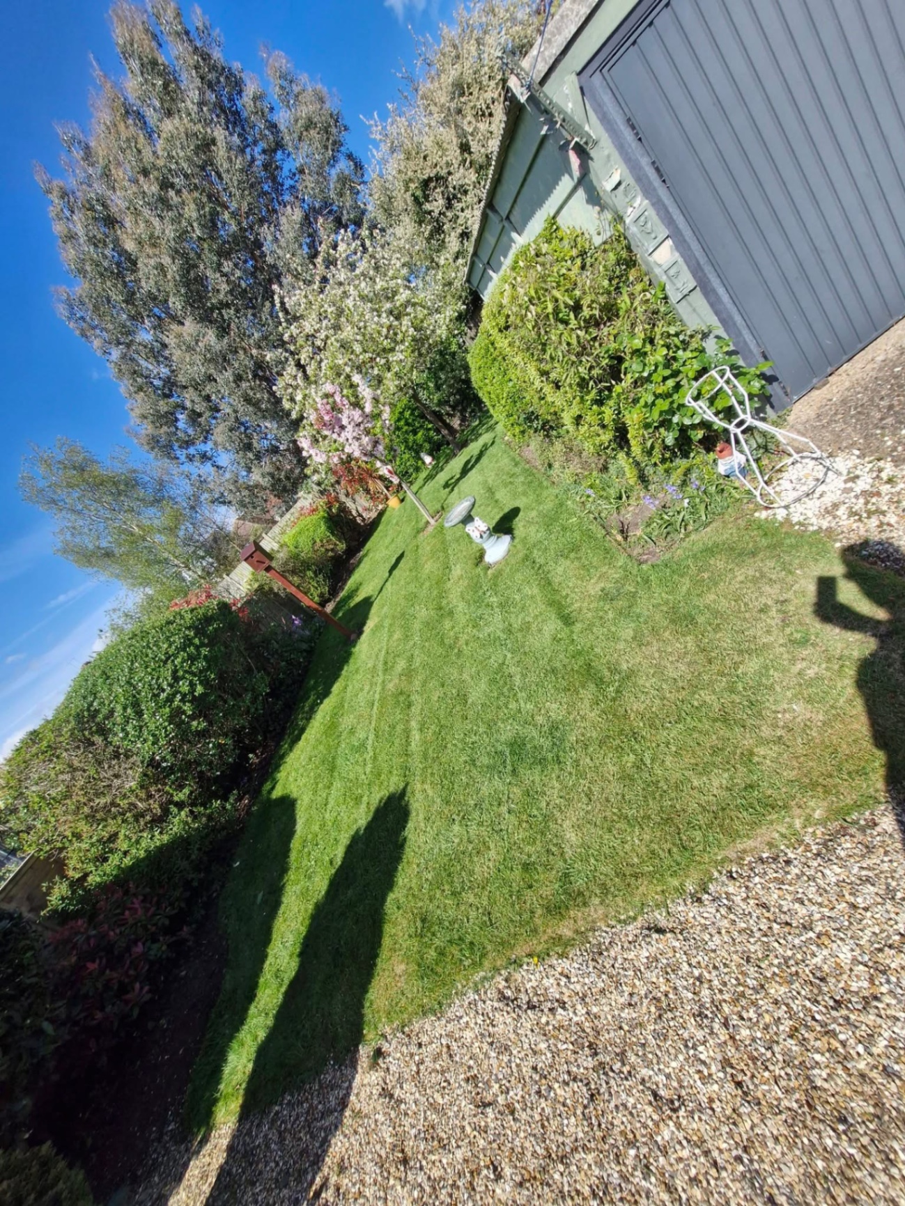 Back garden lawn freshly cut with blossom tree and mature borders