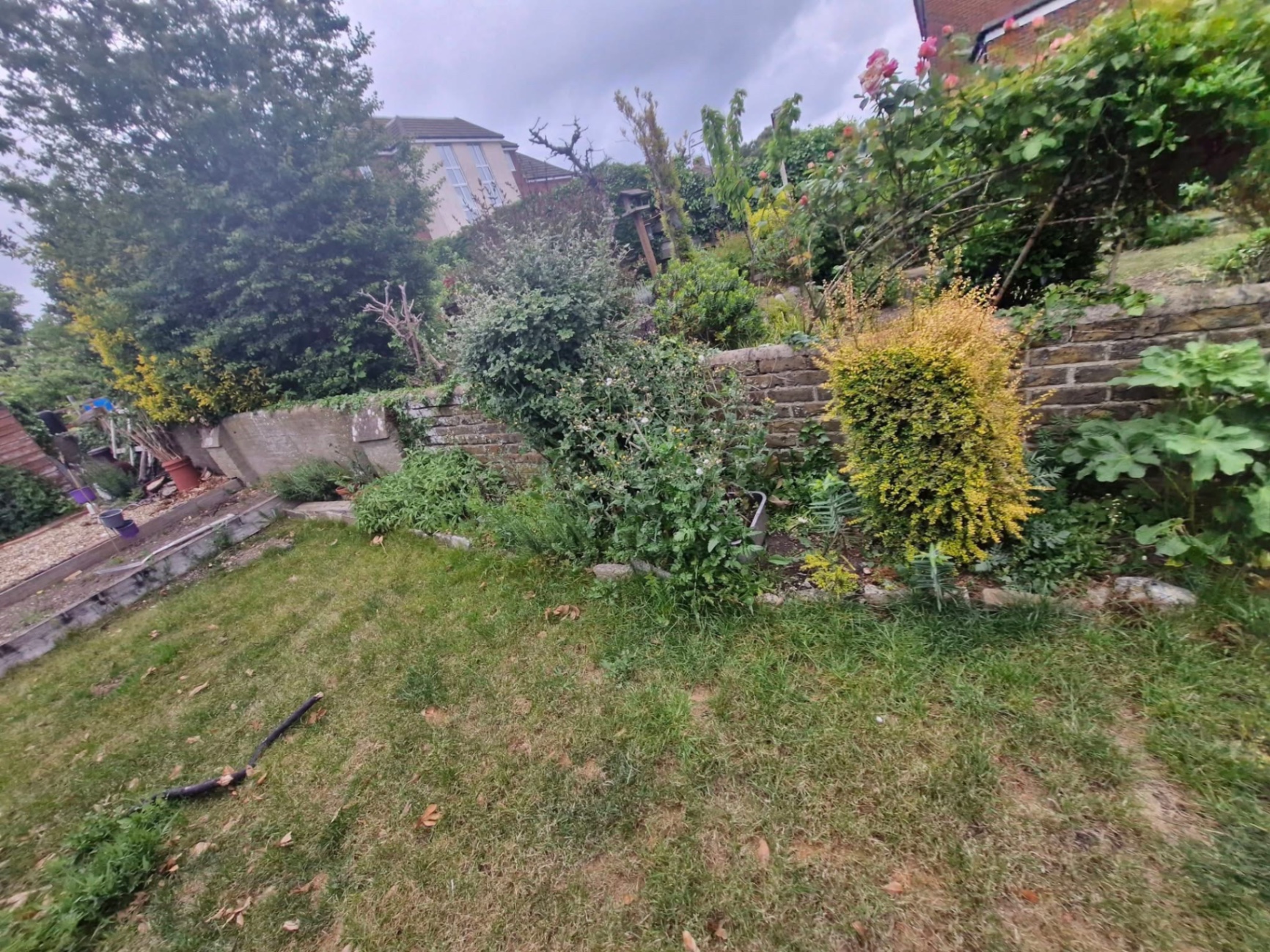 Overgrown terraced back garden before clearance and lawn renovation