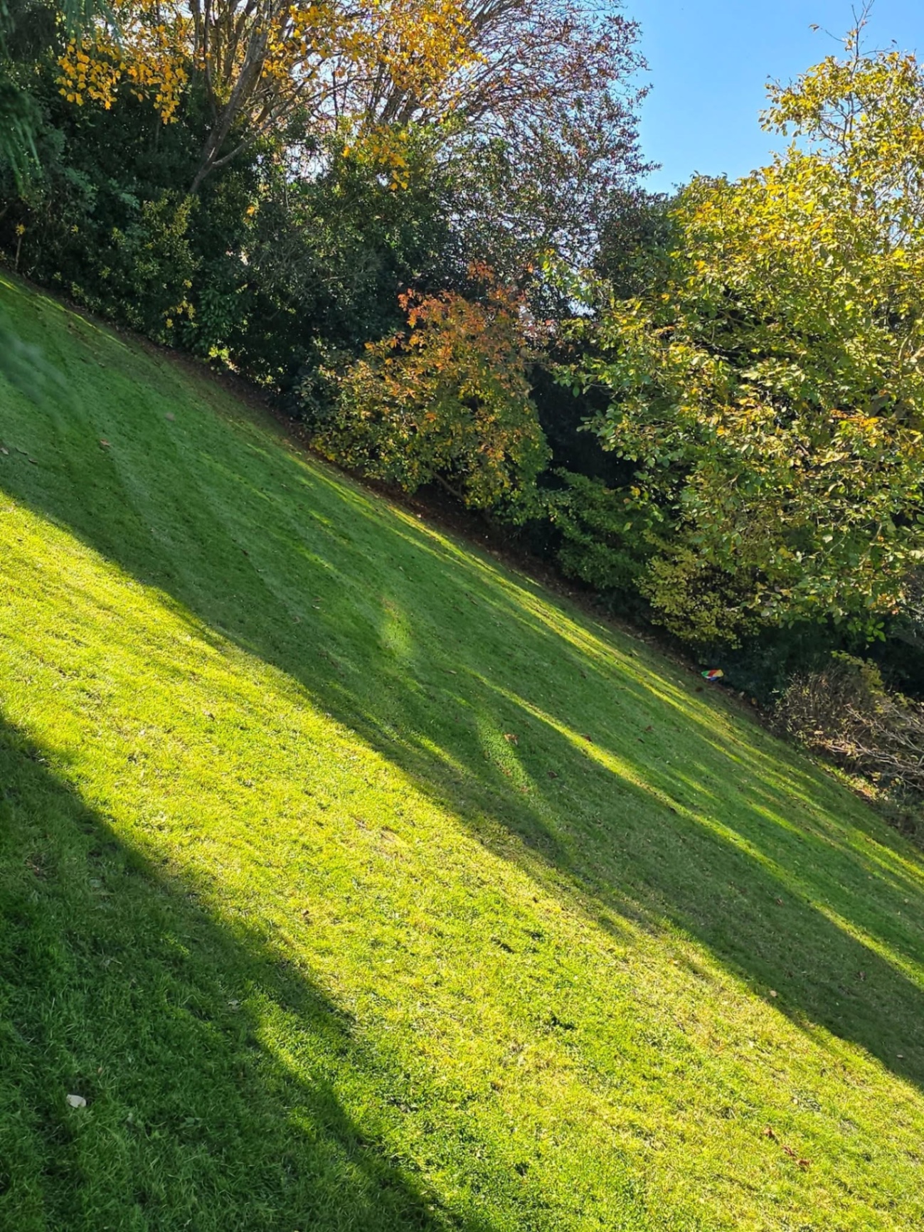Sloped lawn cut to a striped finish alongside mature trees