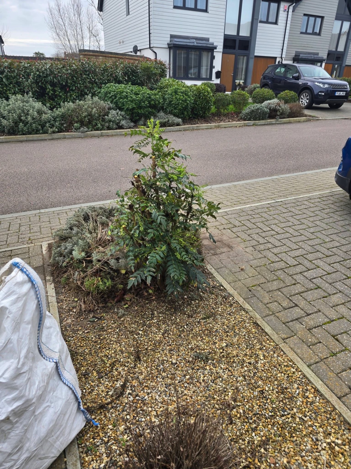 Front garden shrub and border prepared for replanting