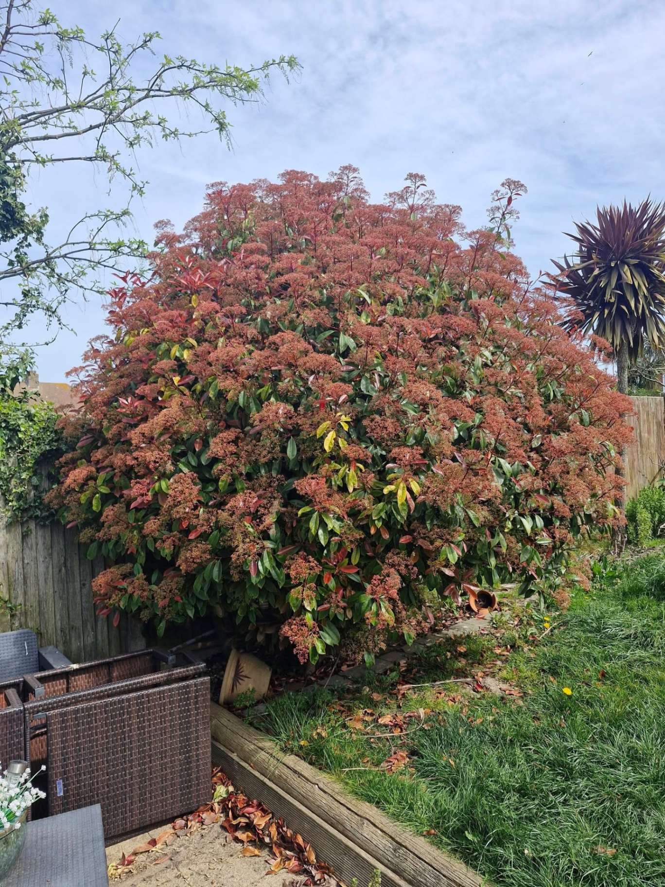 Mature Photinia Red Robin shrub in full colour