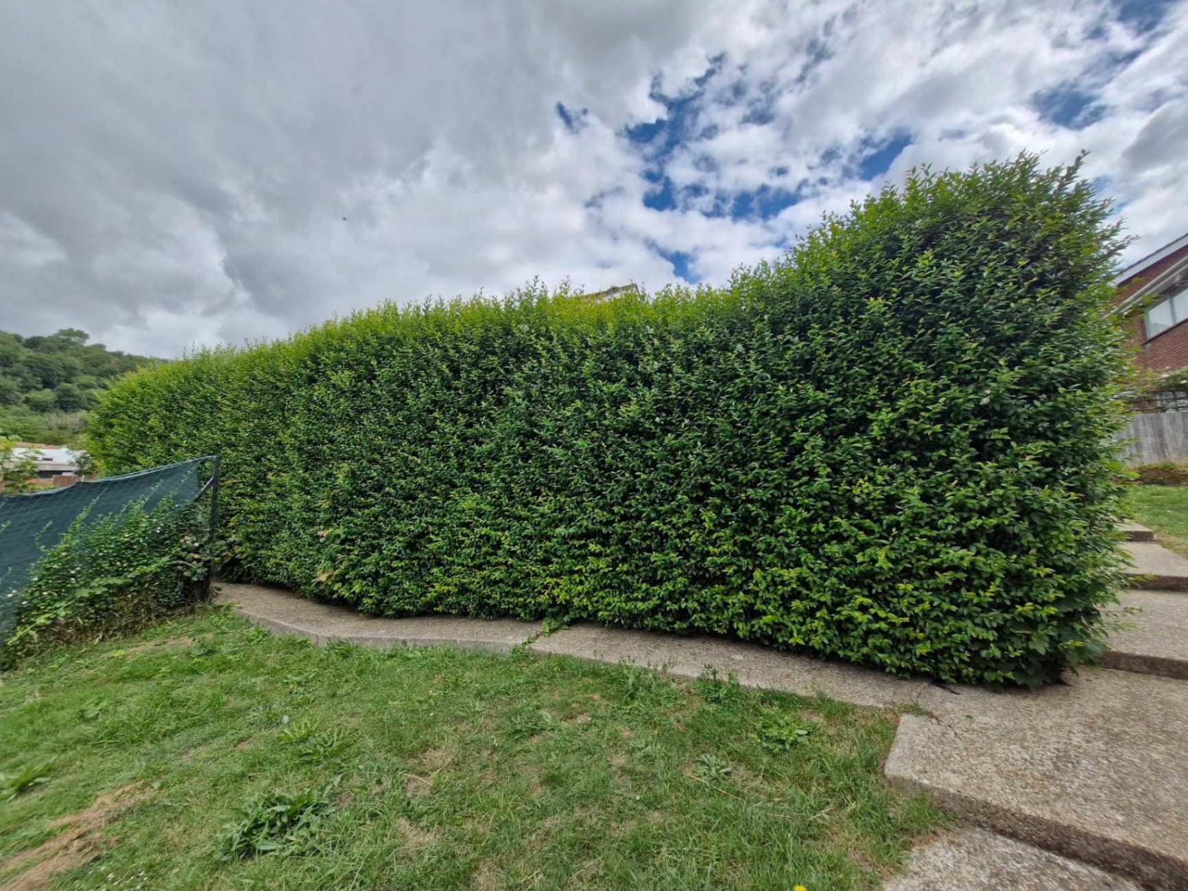 Established boundary hedge trimmed to a clean rectangular shape