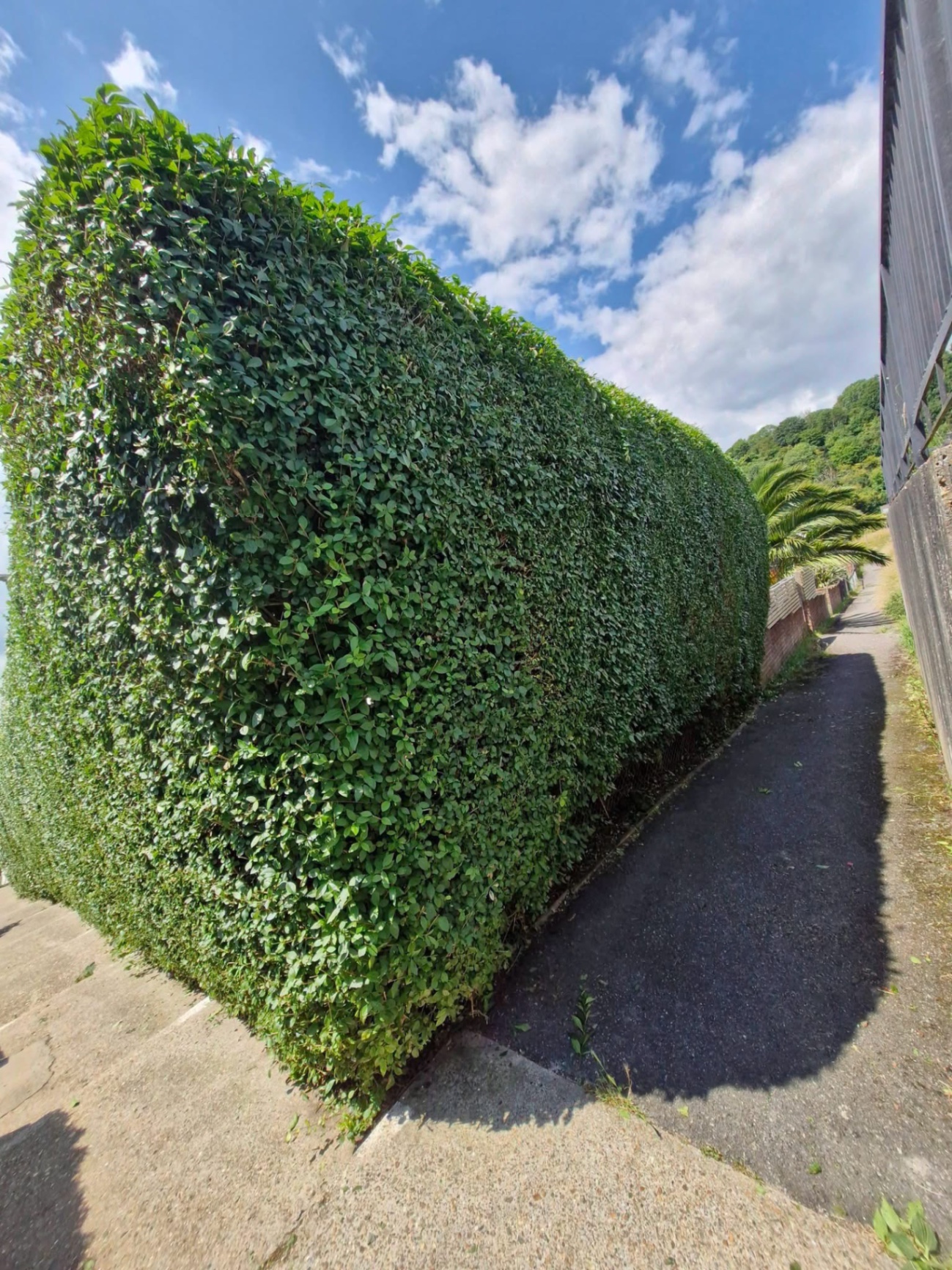 Tall privet hedge neatly trimmed along coastal footpath