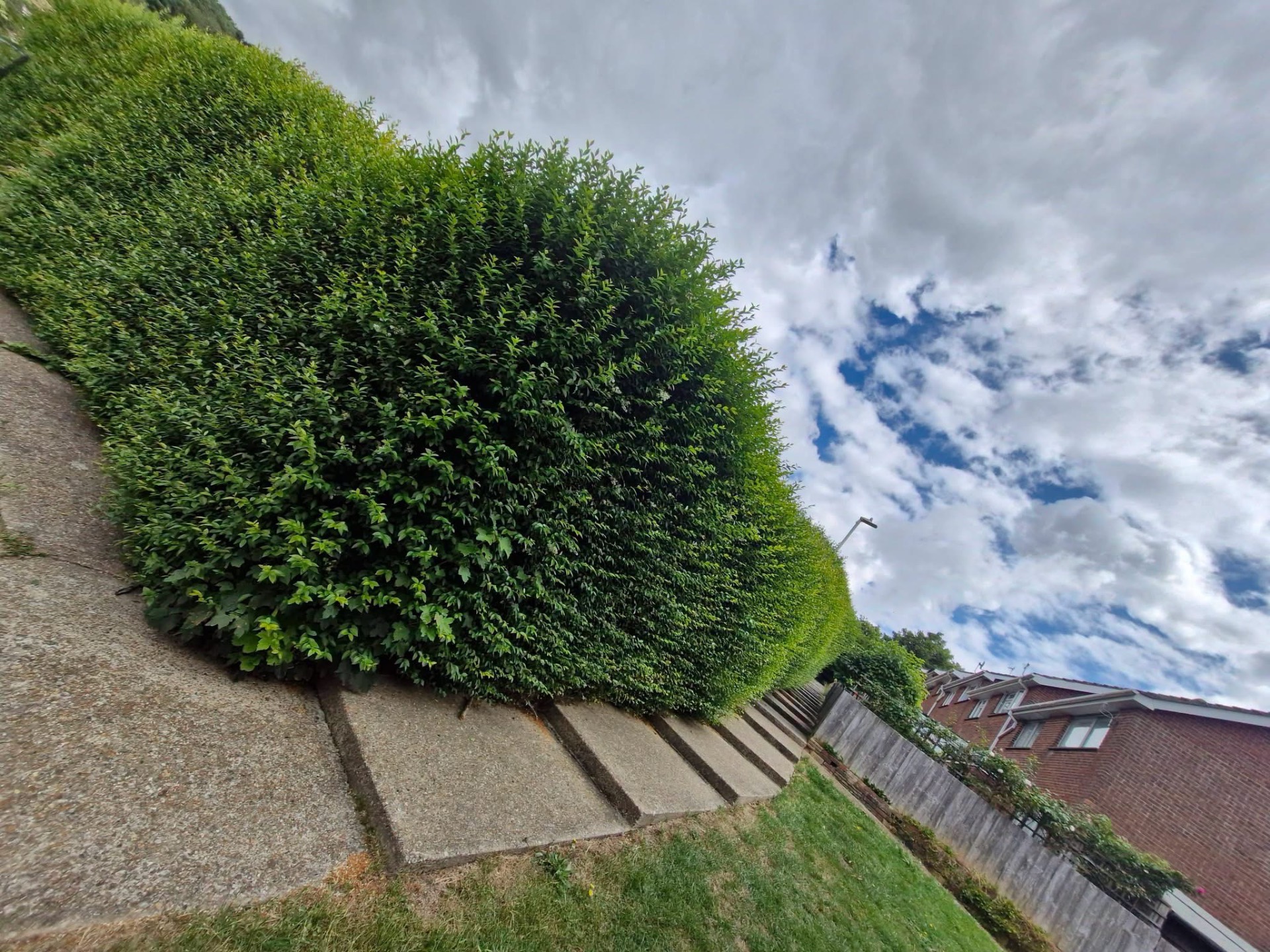 Communal green hedge shaped and topped along walkway