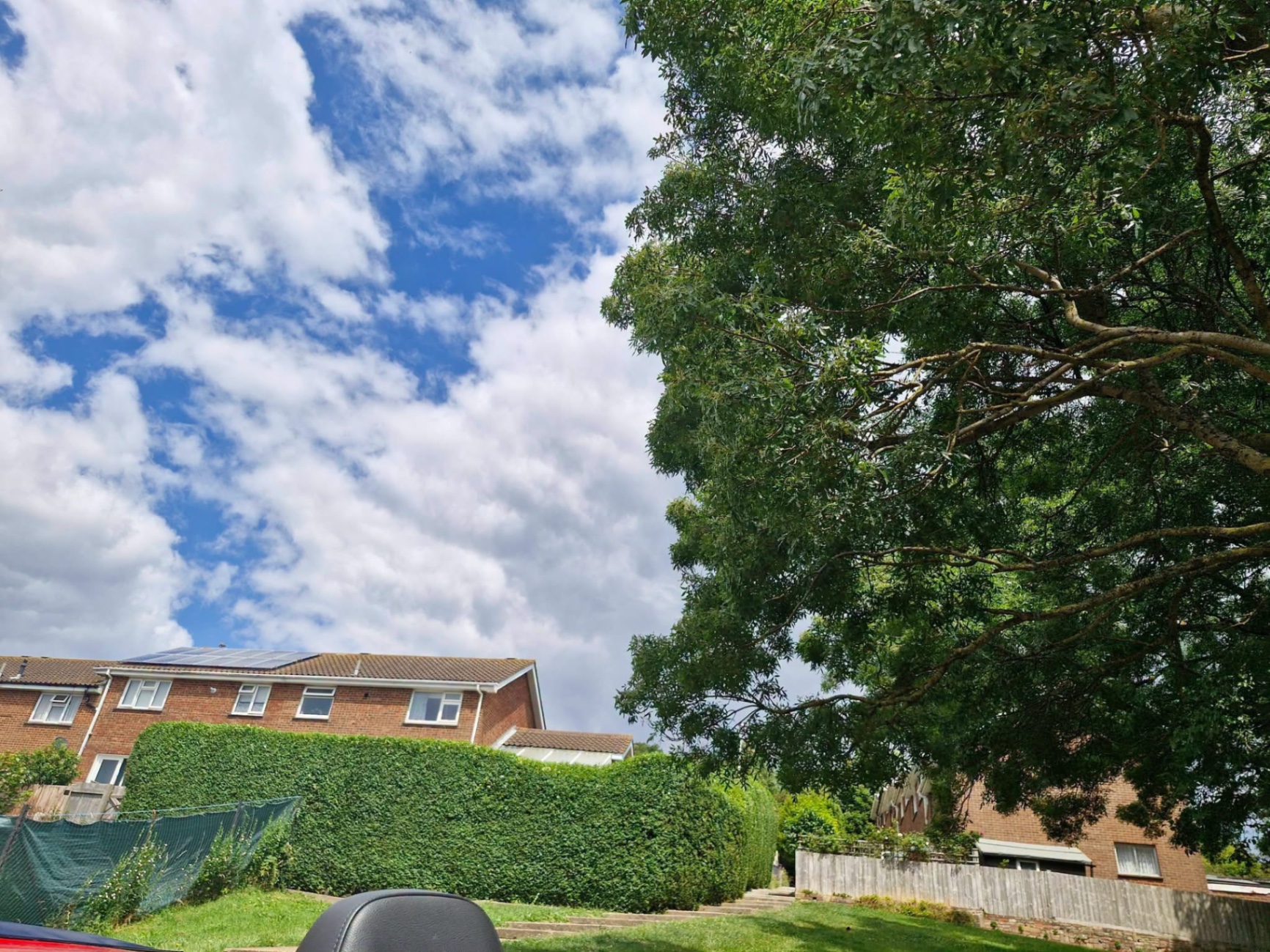 Large ash tree overhanging garden before crown reduction