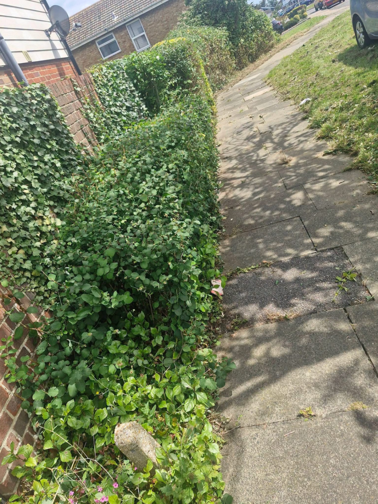 Overgrown front boundary hedge before trimming works